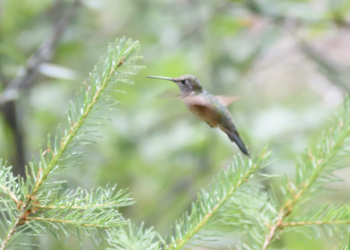 Broad-tailed Hummingbird - ML640974786