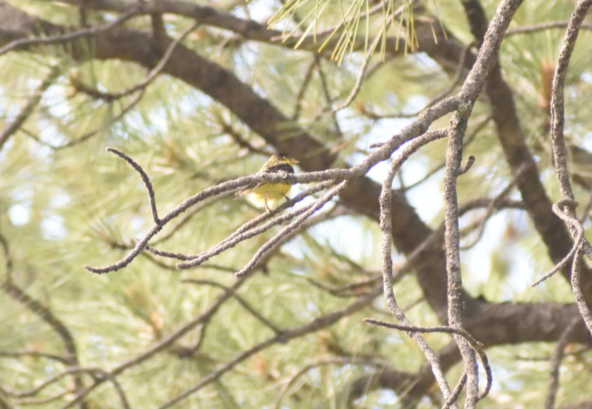 Lesser Goldfinch - ML640974801
