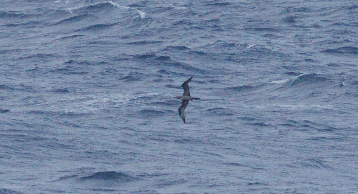 Northern Gannet - ML640974820