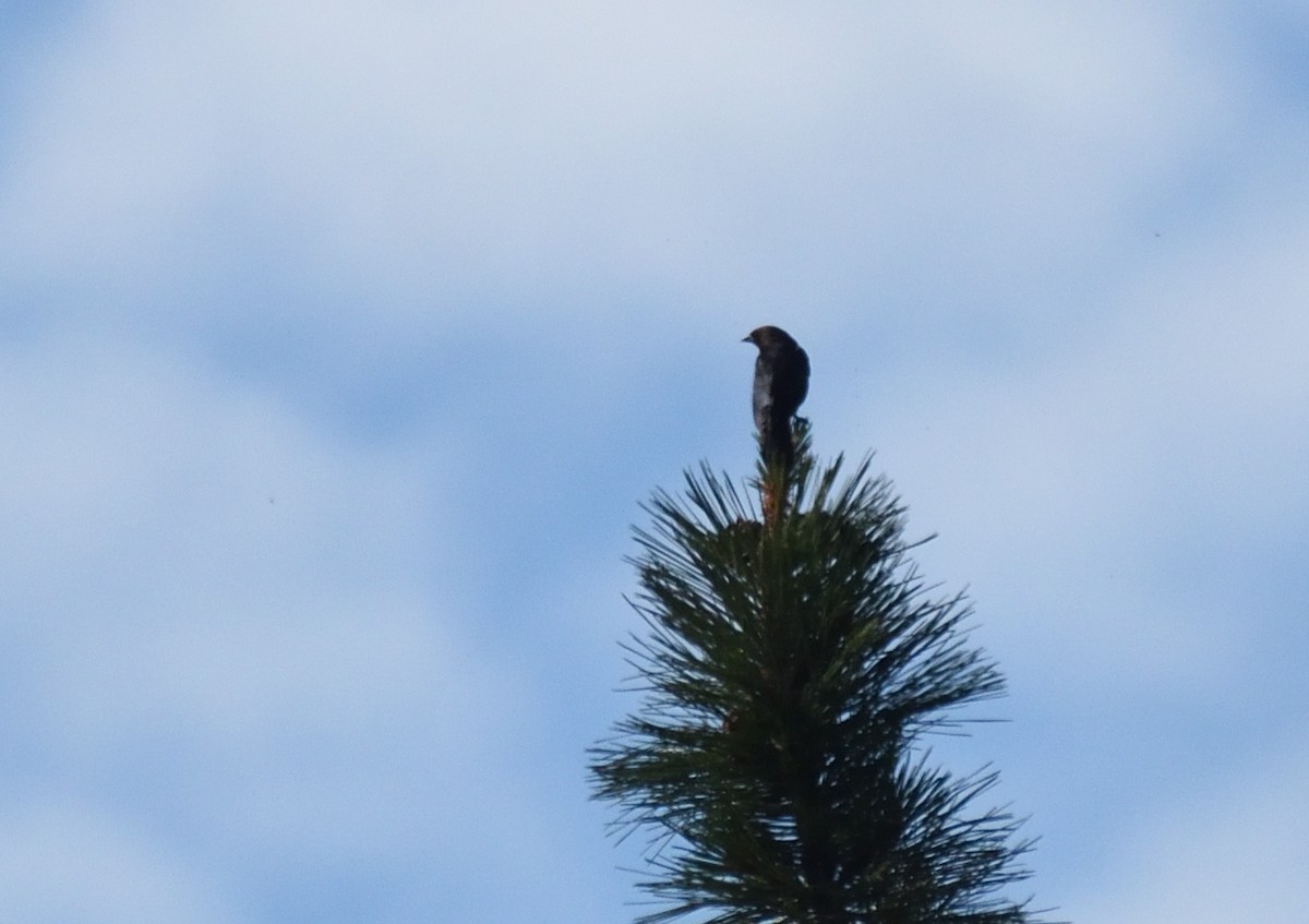 Brown-headed Cowbird - ML640974830