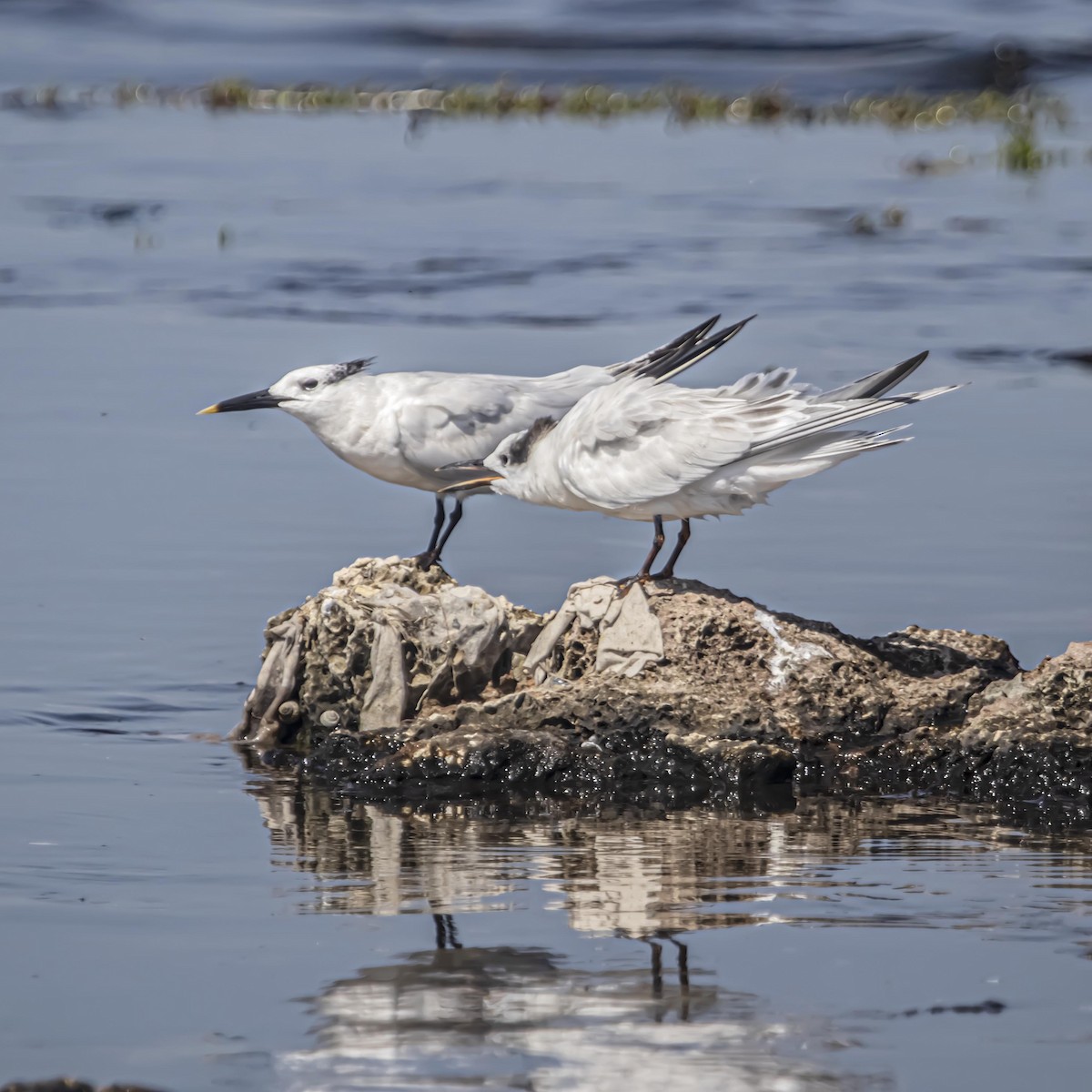 Sandwich Tern - ML640974837