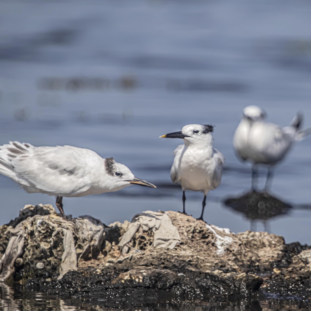 Sandwich Tern - ML640974838