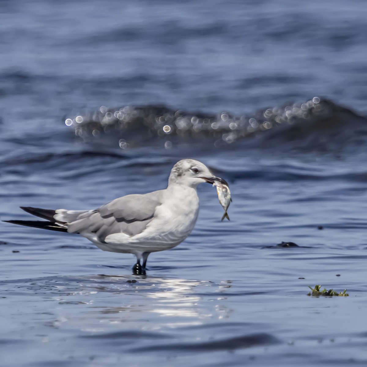 Laughing Gull - ML640974842