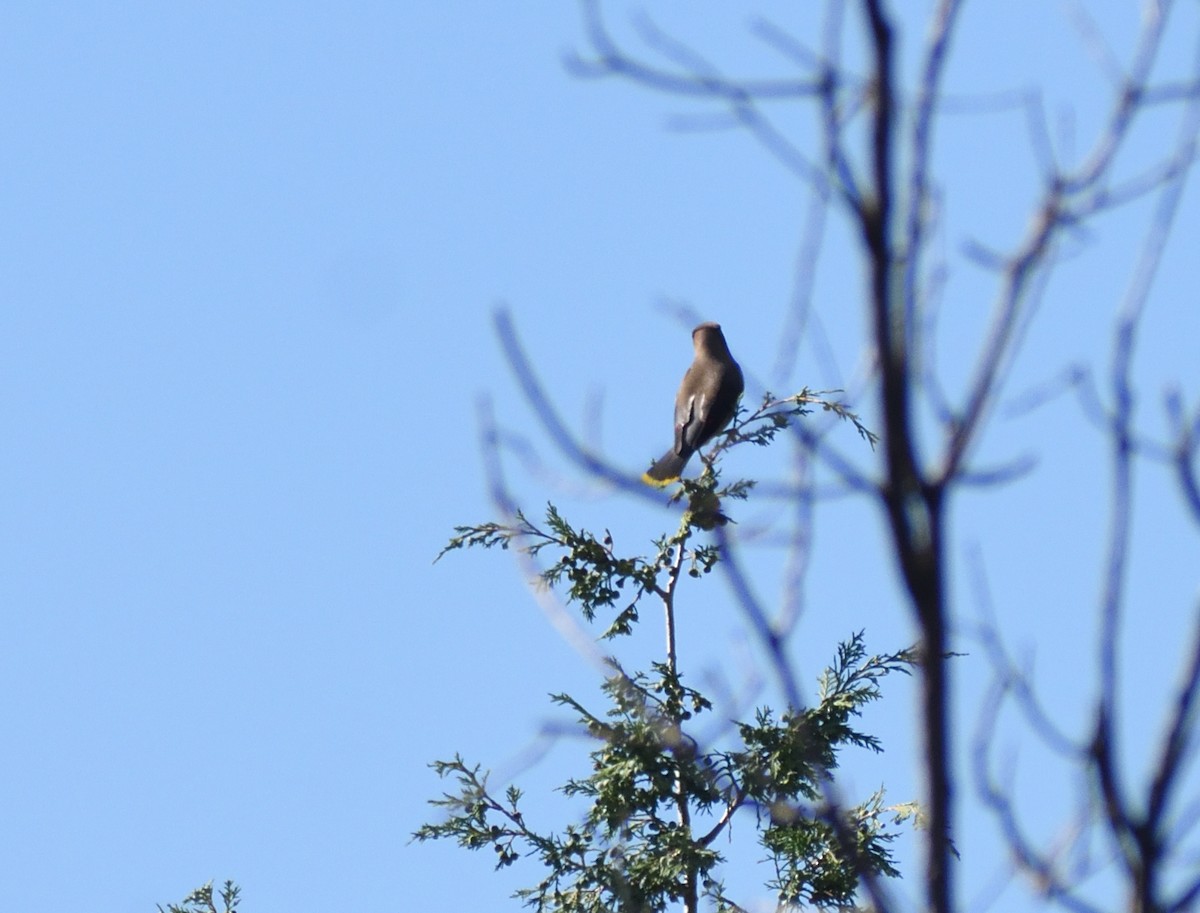 Cedar Waxwing - ML640974843