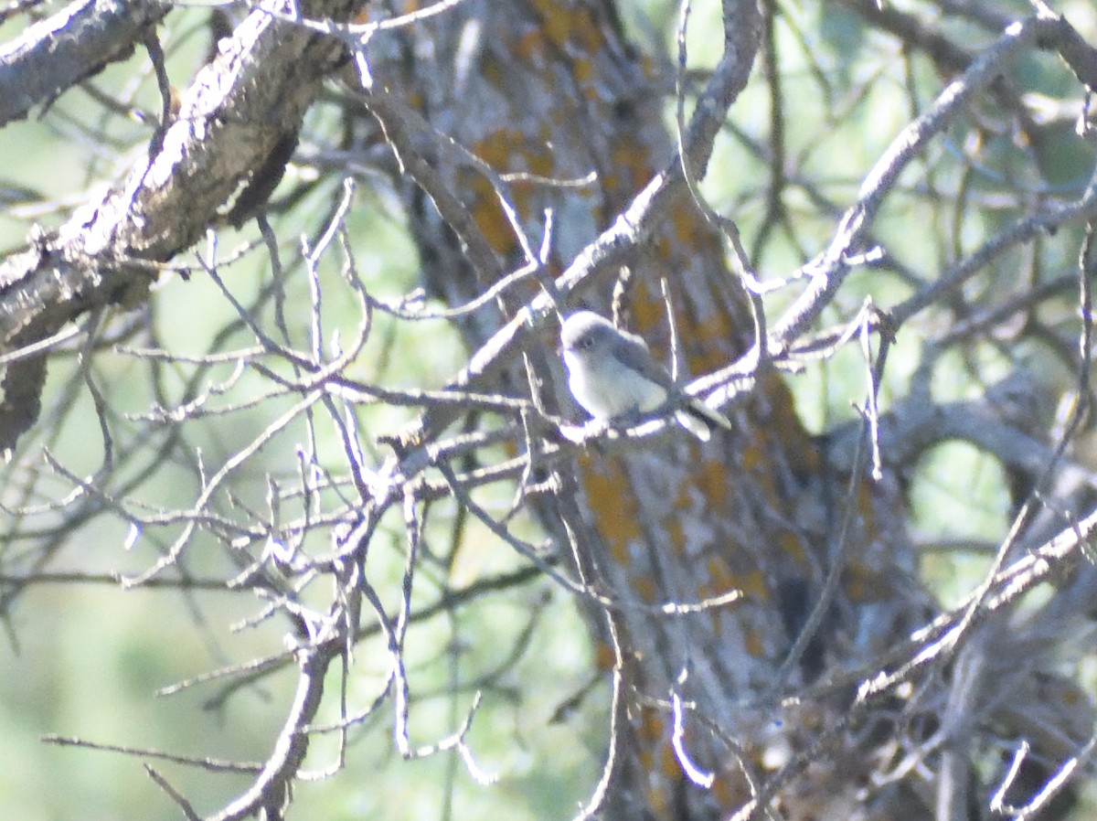 Blue-gray Gnatcatcher - ML640974854