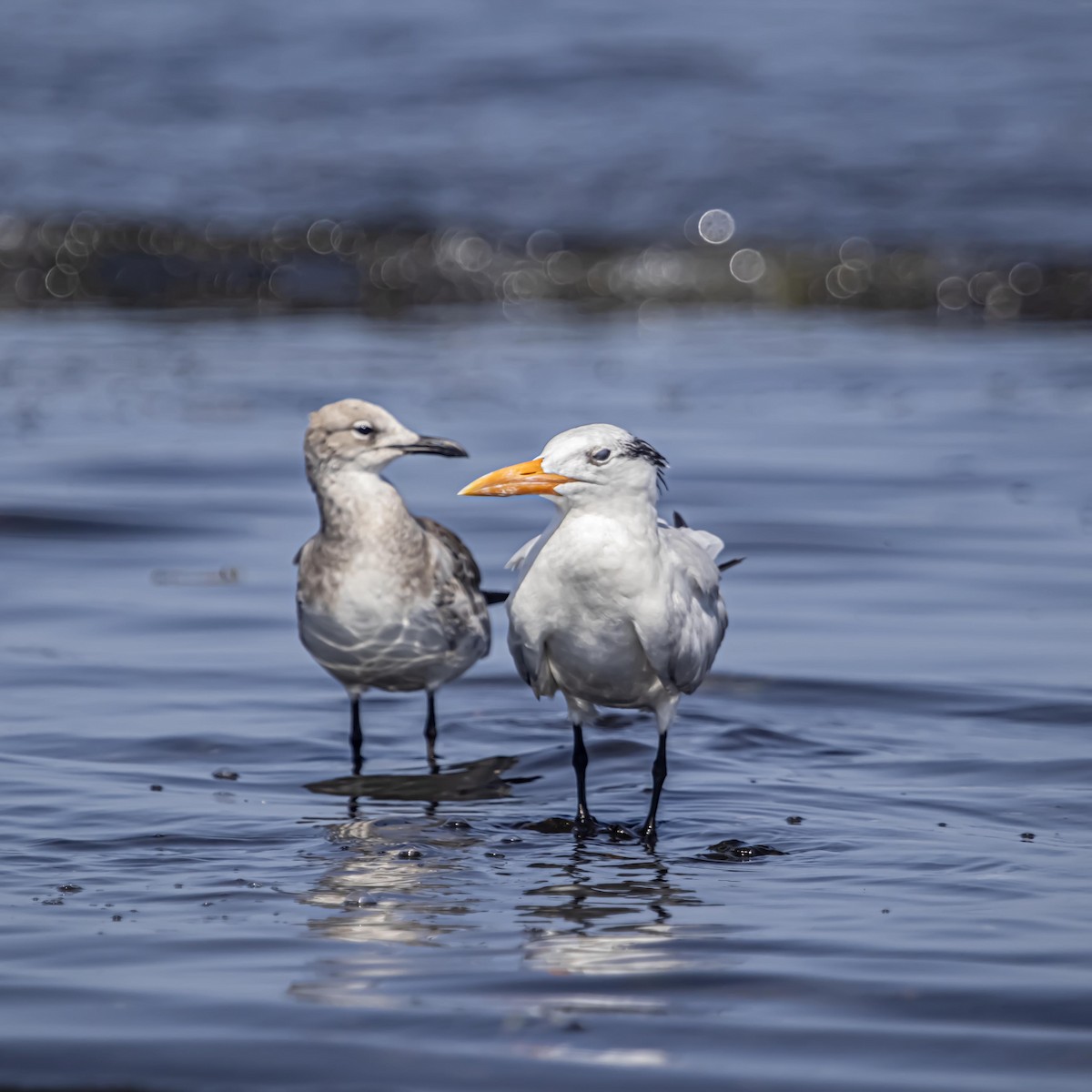 Royal Tern - ML640974858