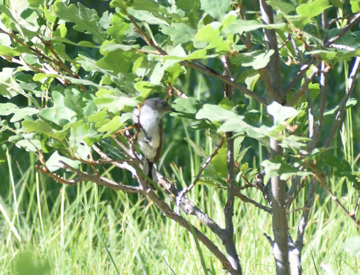 Blue-gray Gnatcatcher - ML640974869