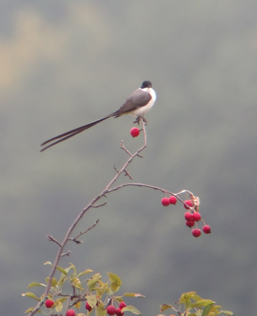 Fork-tailed Flycatcher - ML640974870