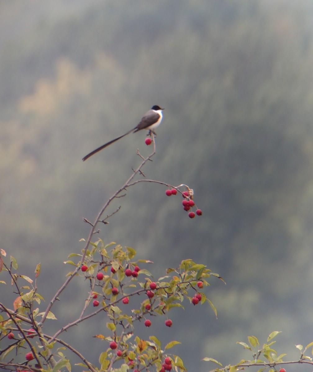 Fork-tailed Flycatcher - ML640974871