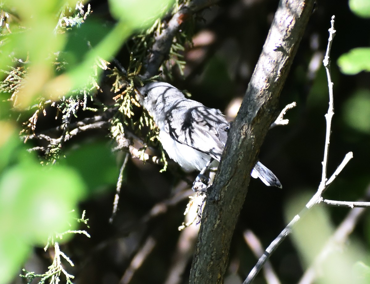 Blue-gray Gnatcatcher - ML640974874