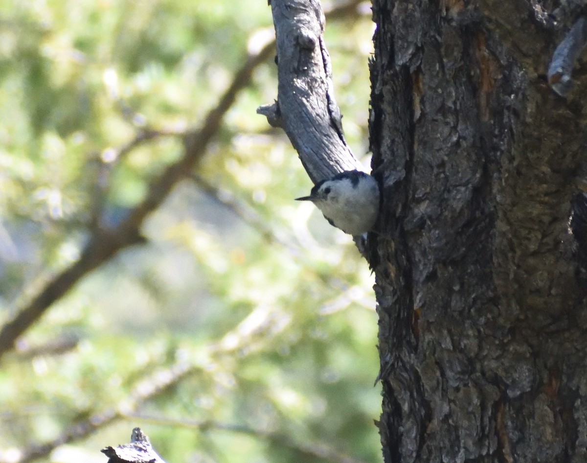 White-breasted Nuthatch - ML640974880