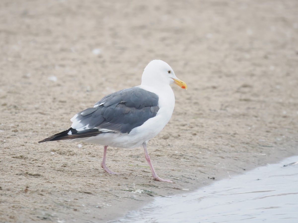 Western Gull - ML640974884