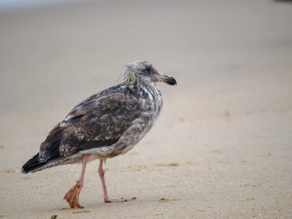 Western Gull - ML640974886