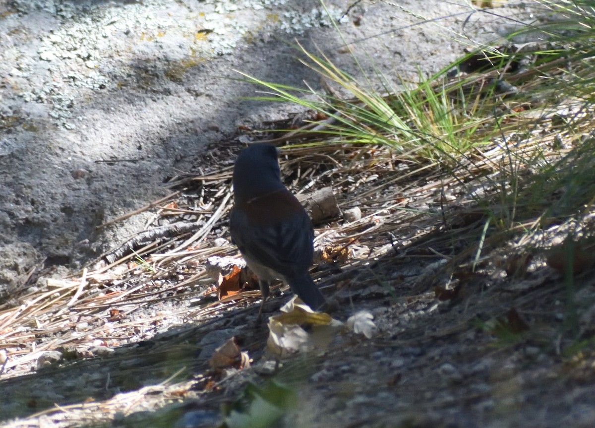 Dark-eyed Junco (Gray-headed) - ML640974893