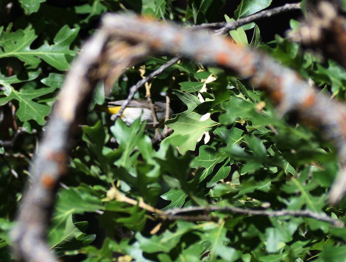 Virginia's Warbler - ML640974896