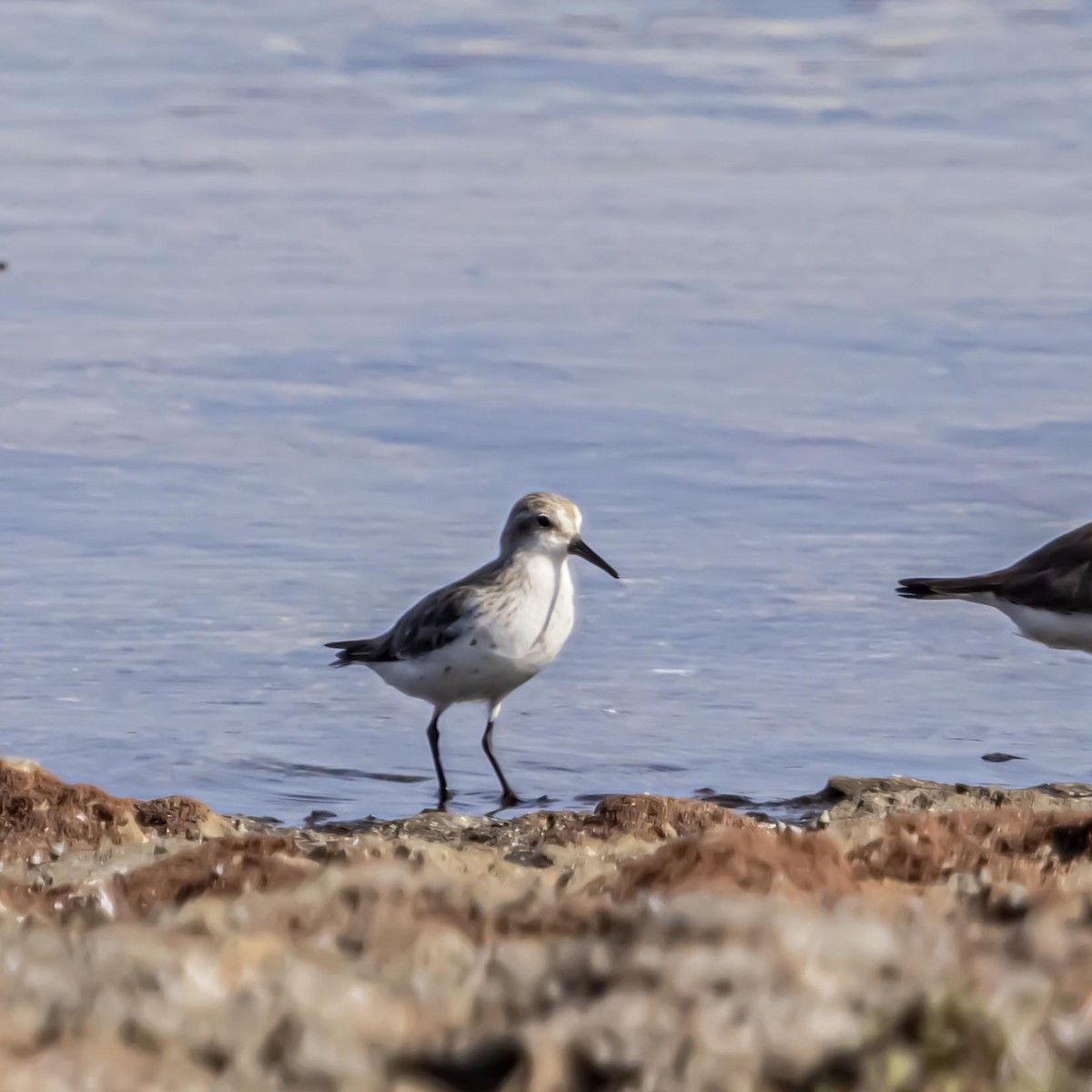 Western Sandpiper - ML640974965