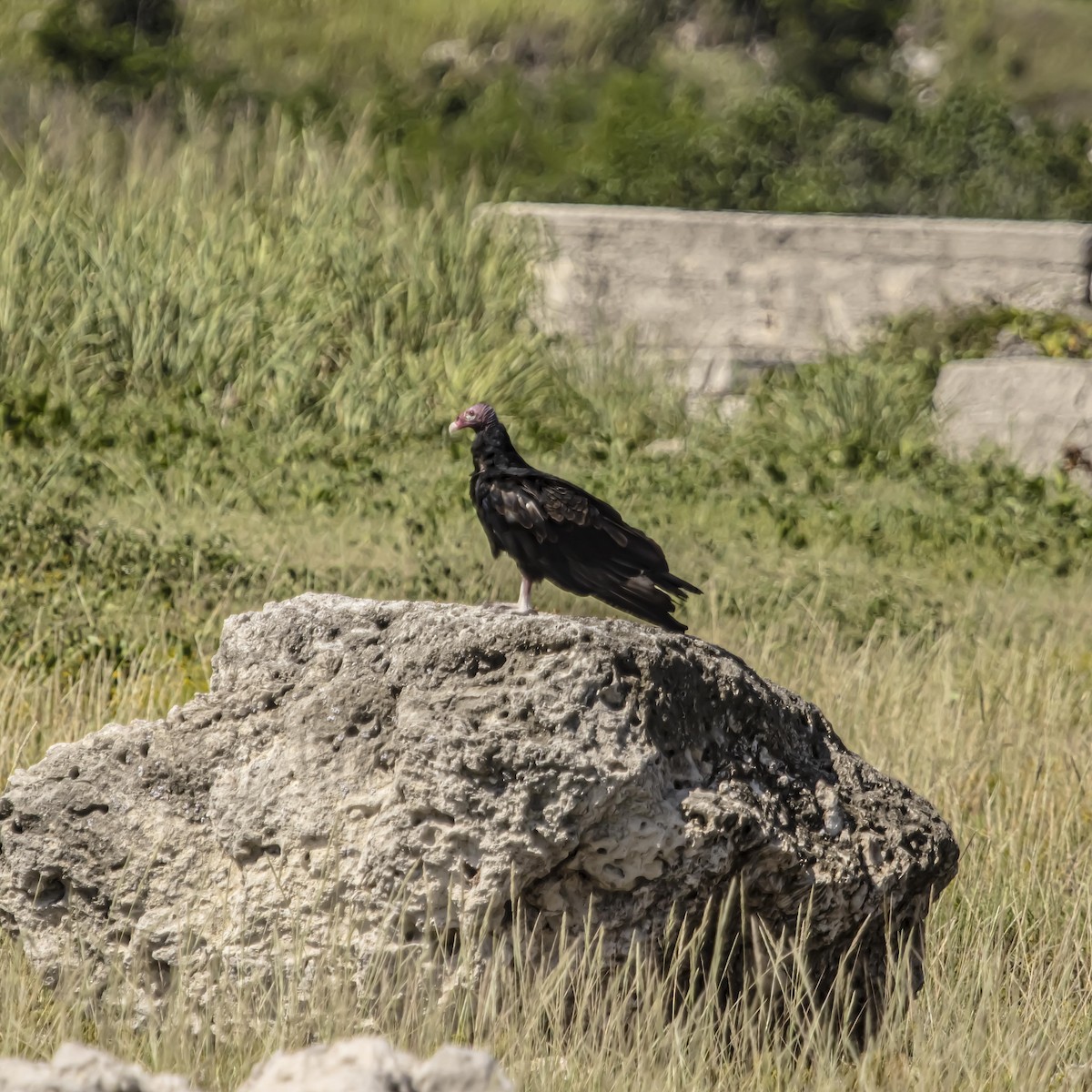 Turkey Vulture - ML640974976