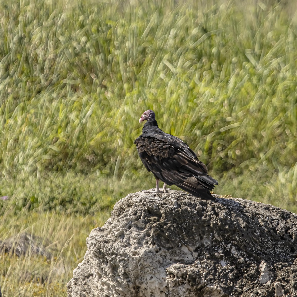Turkey Vulture - ML640974977