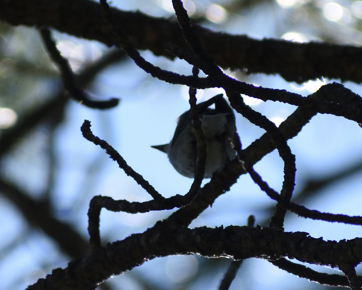 Plumbeous Vireo - ML640974979