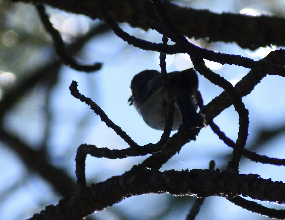 Plumbeous Vireo - ML640974980