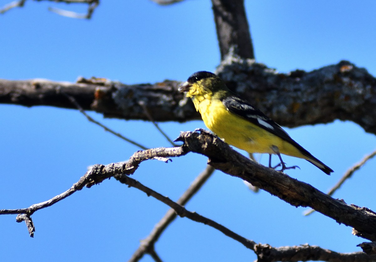 Lesser Goldfinch - ML640974994