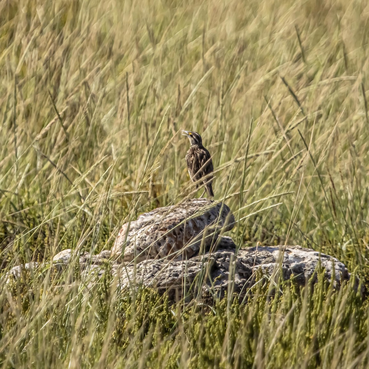 Eastern Meadowlark - ML640974997