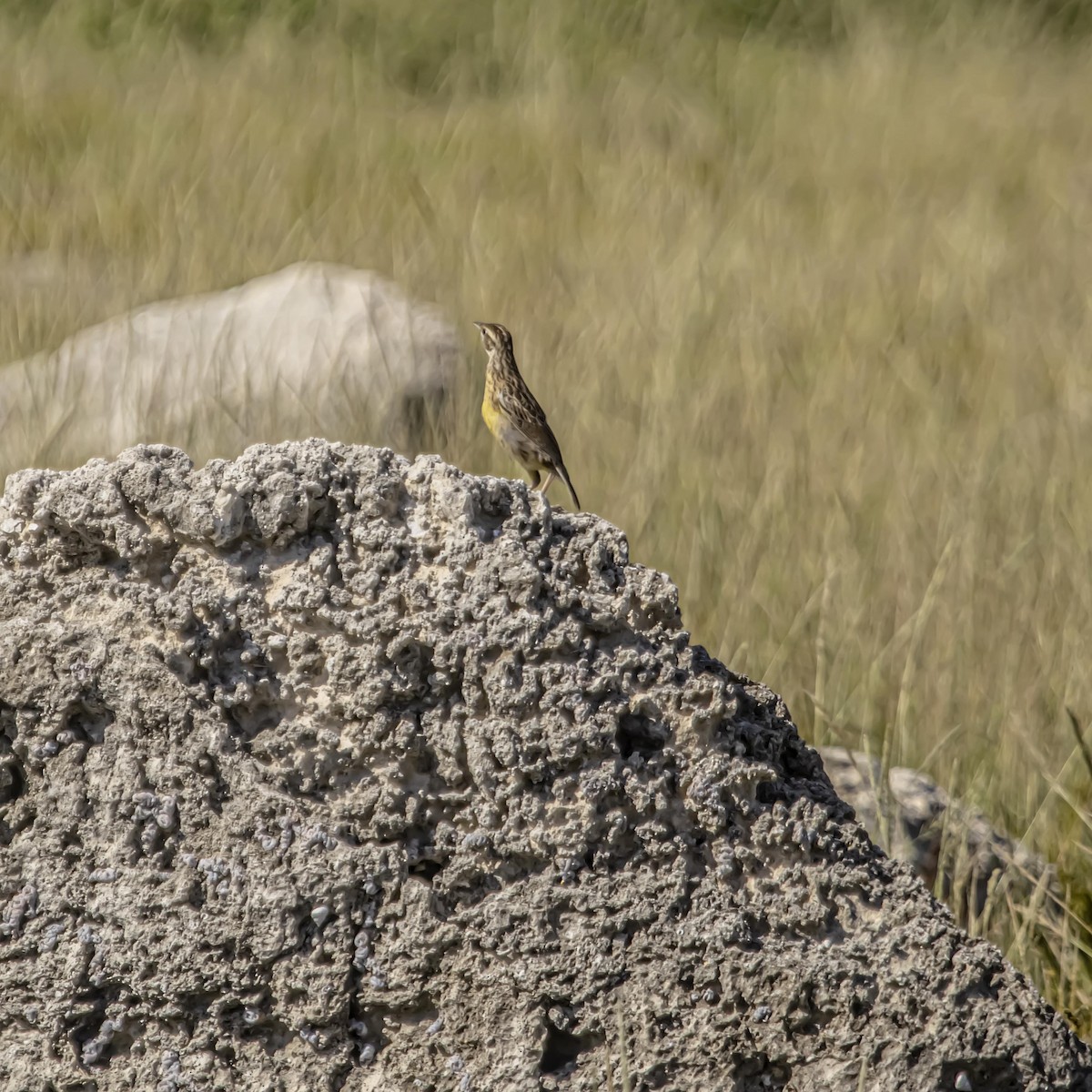 Eastern Meadowlark - ML640974998