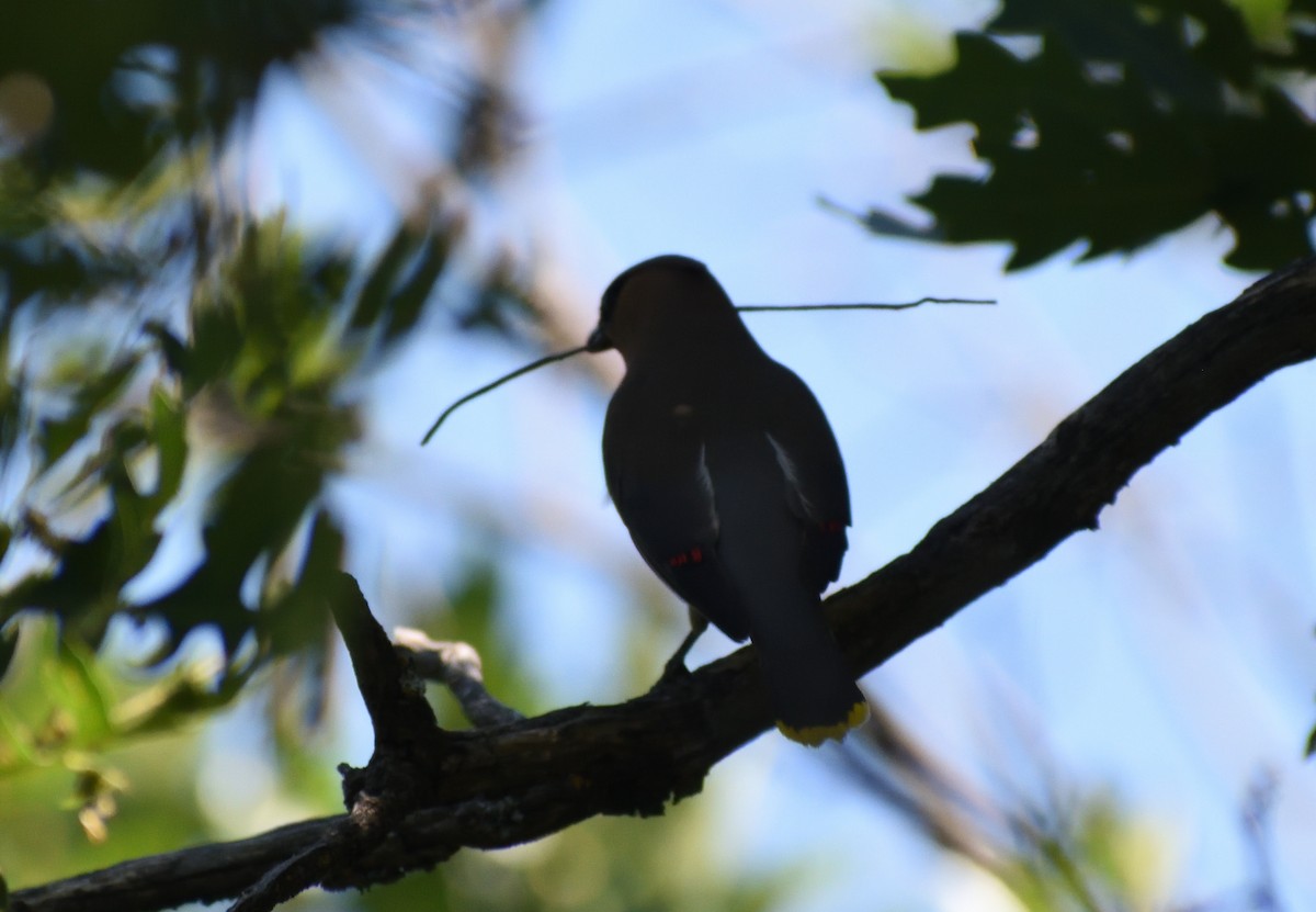 Cedar Waxwing - ML640974999