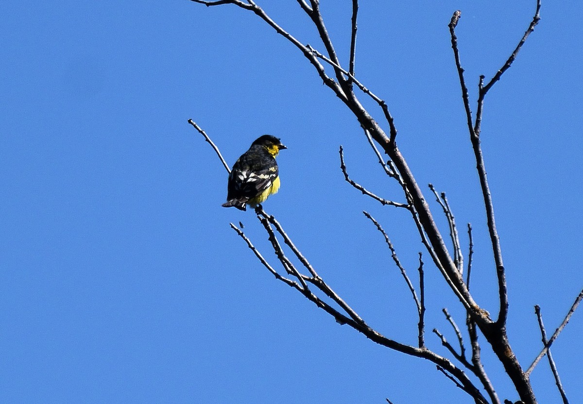 Lesser Goldfinch - ML640975005
