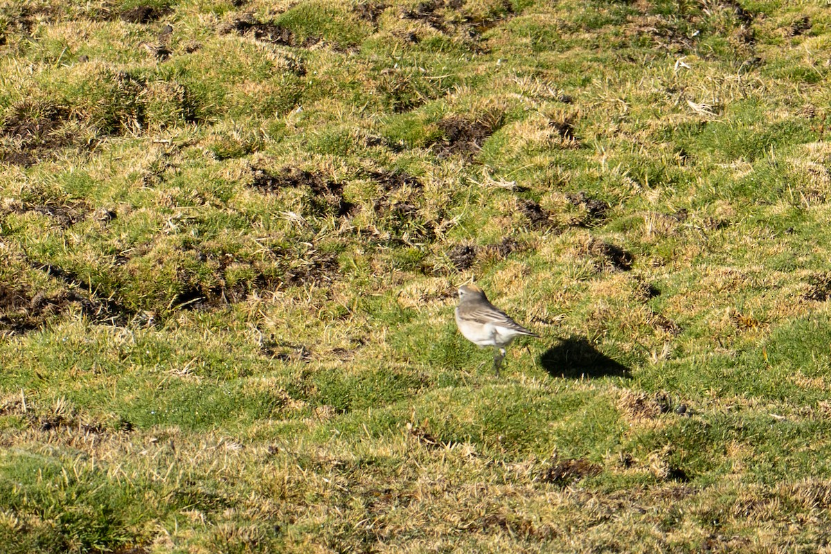 Ochre-naped Ground-Tyrant - ML640975039