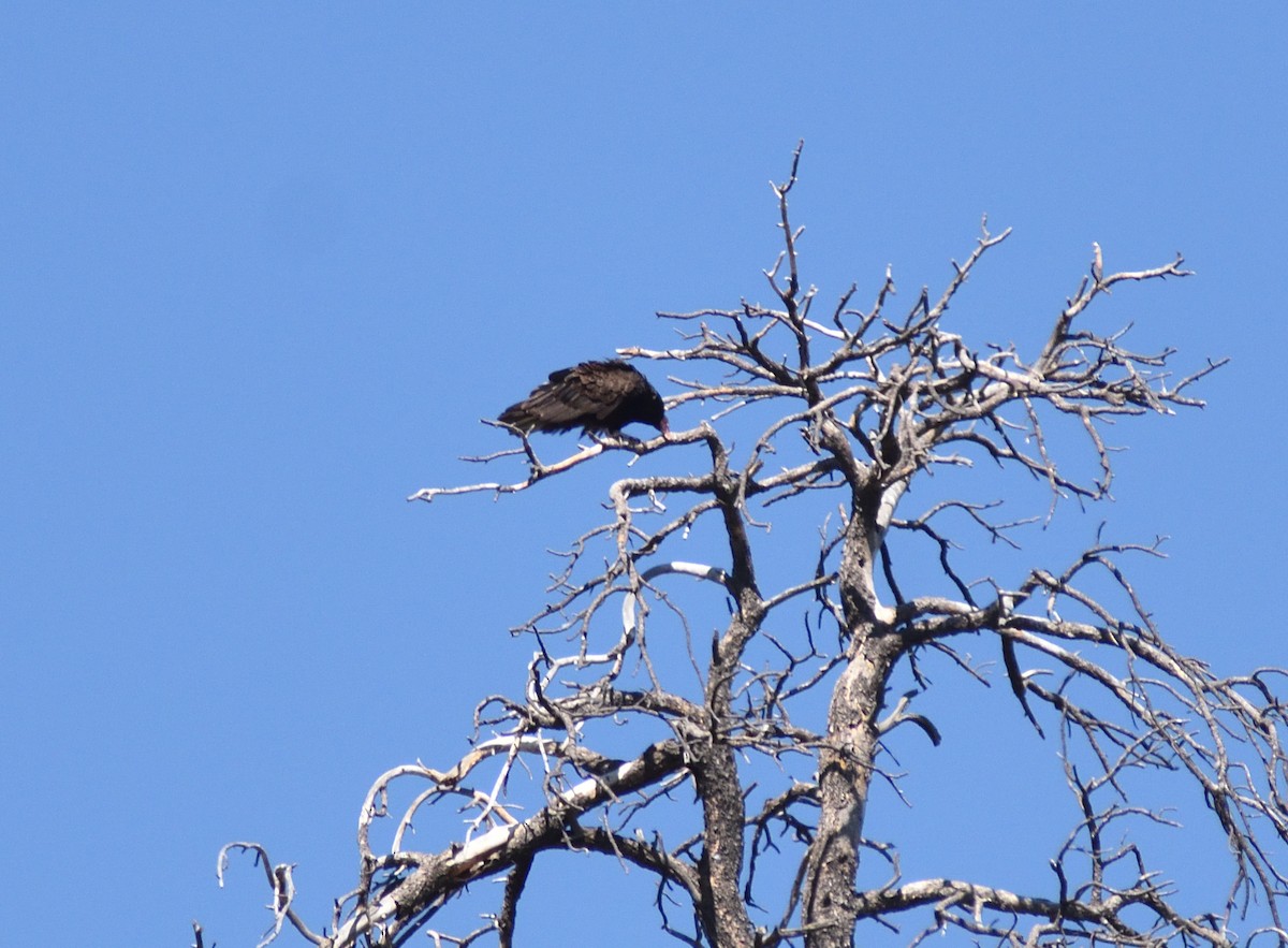 Turkey Vulture - ML640975048
