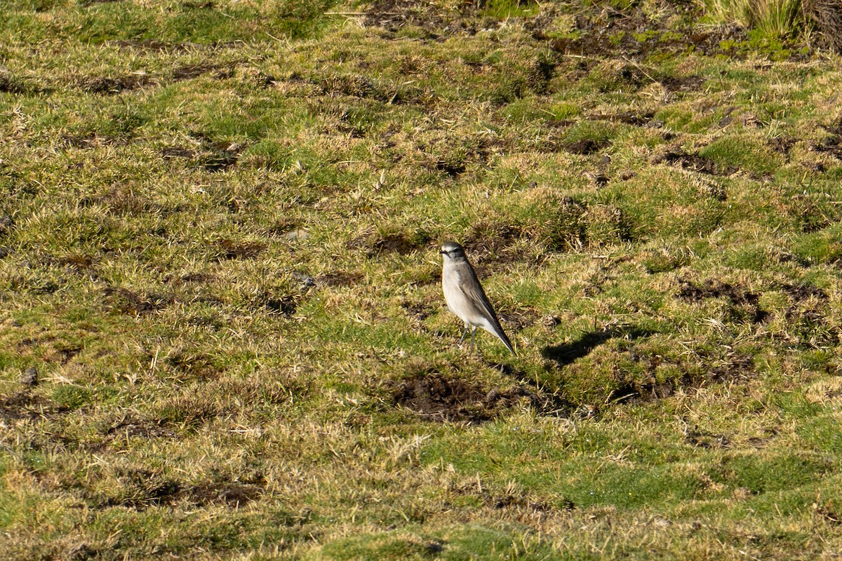 Ochre-naped Ground-Tyrant - ML640975050