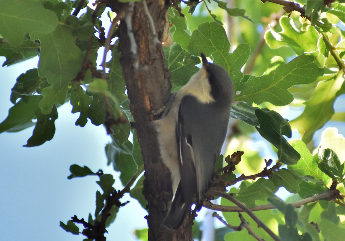 Pygmy Nuthatch - ML640975057