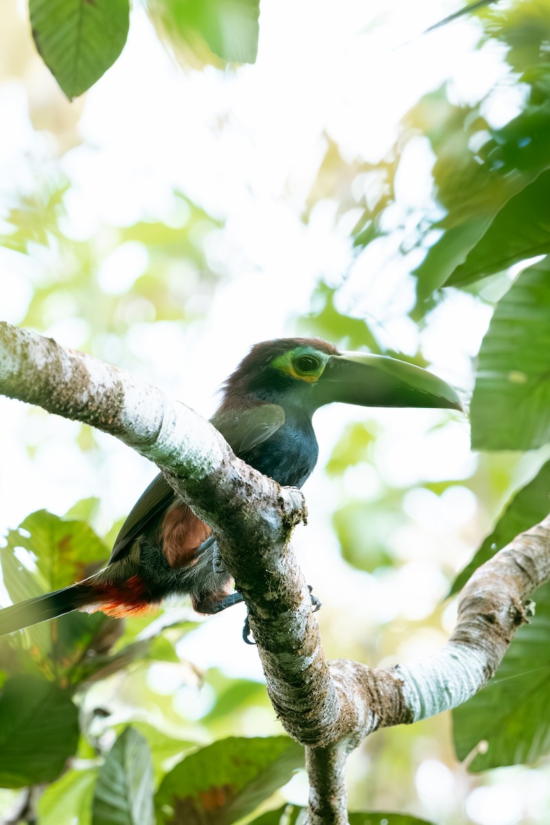 Yellow-eared Toucanet - ML640975070
