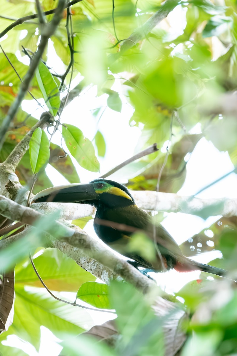Yellow-eared Toucanet - ML640975071