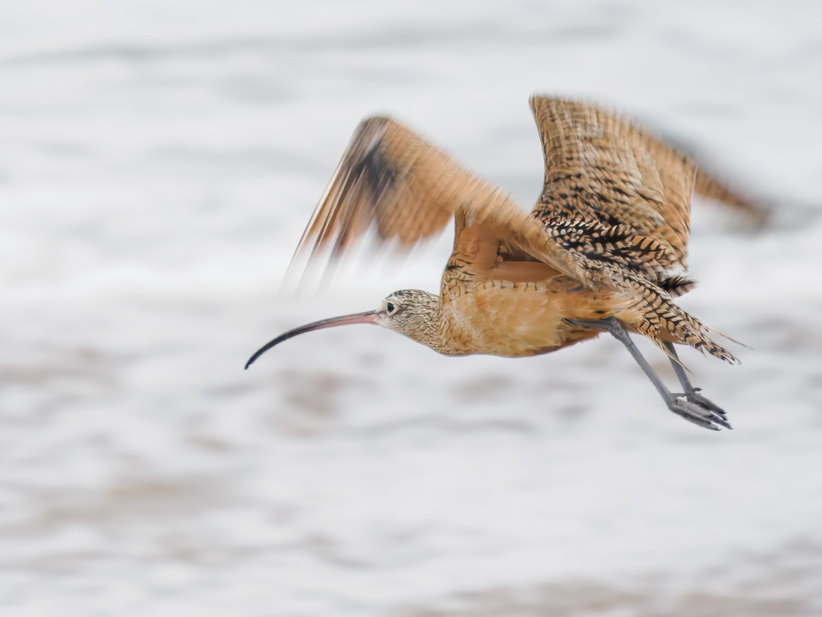 Long-billed Curlew - ML640975072
