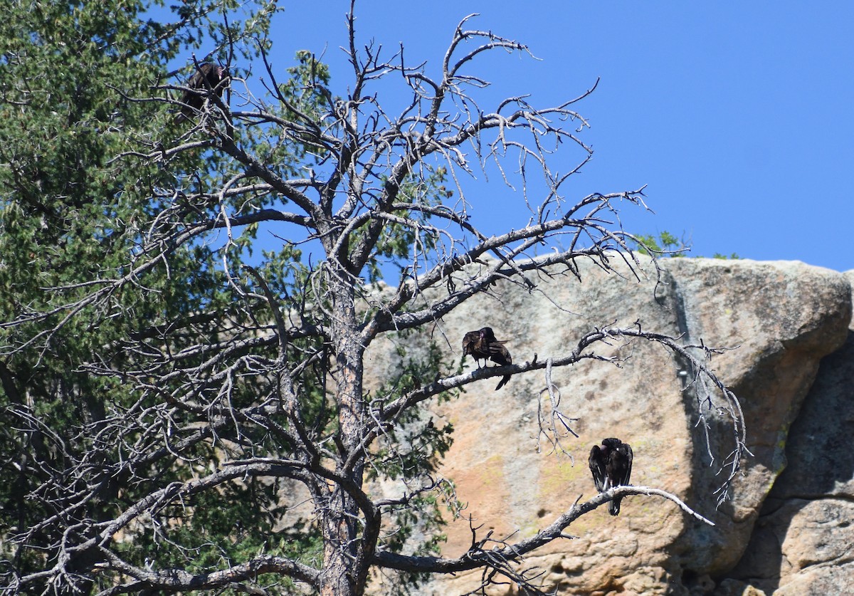Turkey Vulture - ML640975092