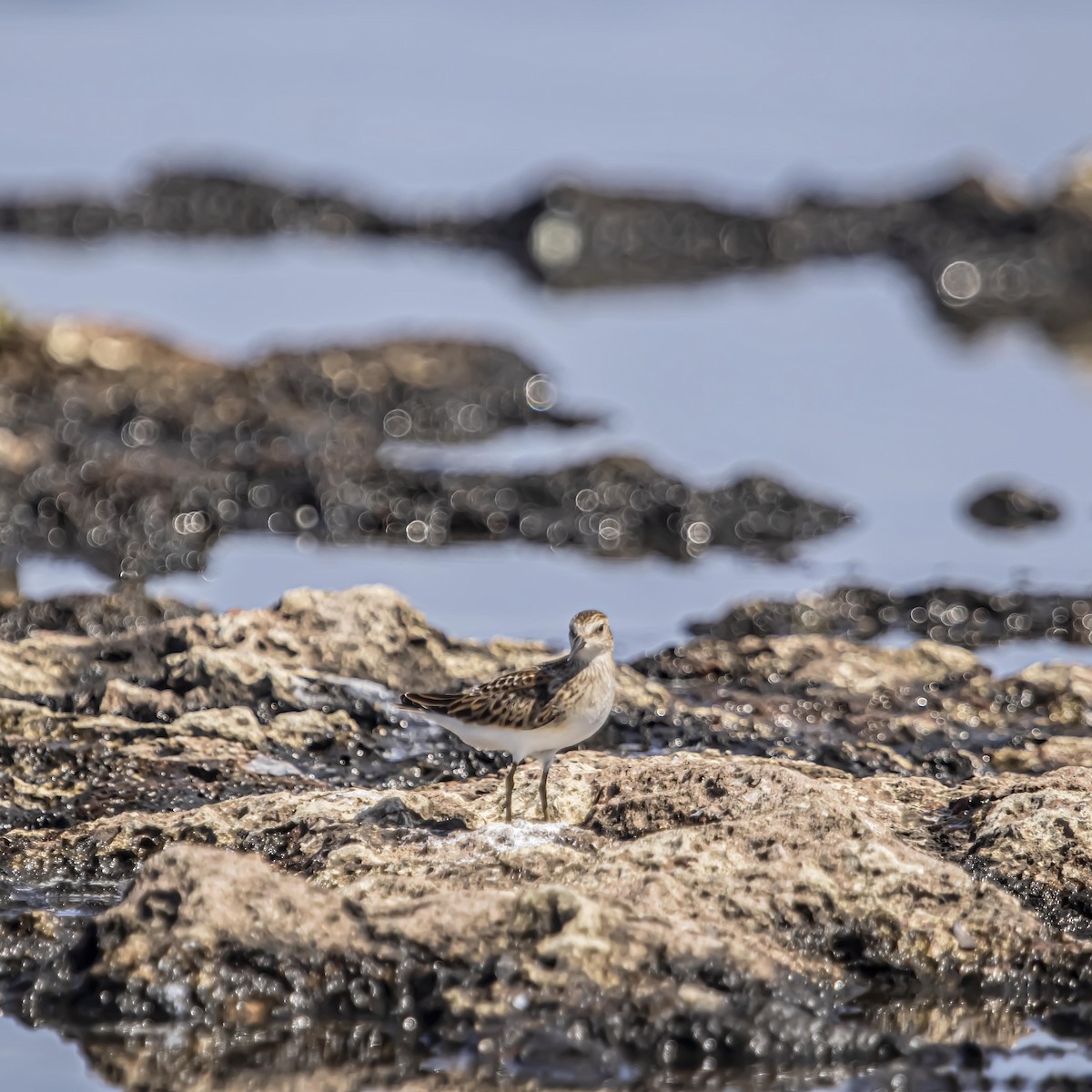 Least Sandpiper - ML640975093