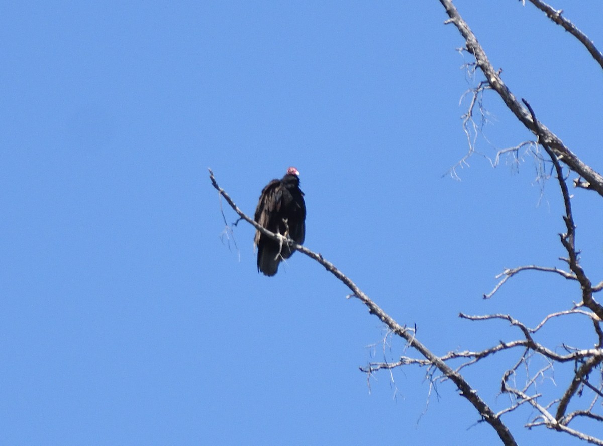 Turkey Vulture - ML640975101
