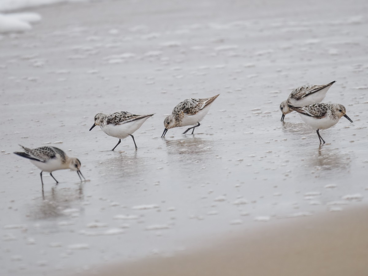Sanderling - ML640975106