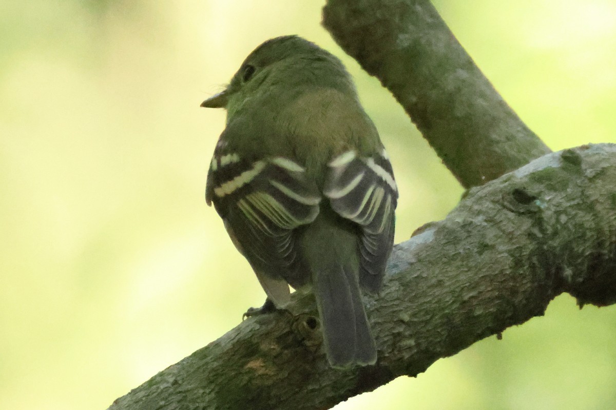 Empidonax sp. - ML640975126