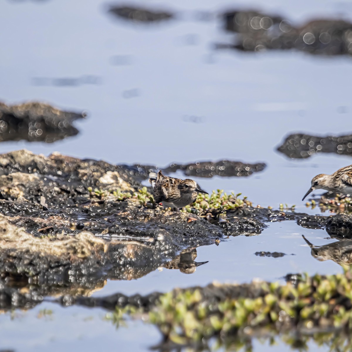 Least Sandpiper - ML640975132
