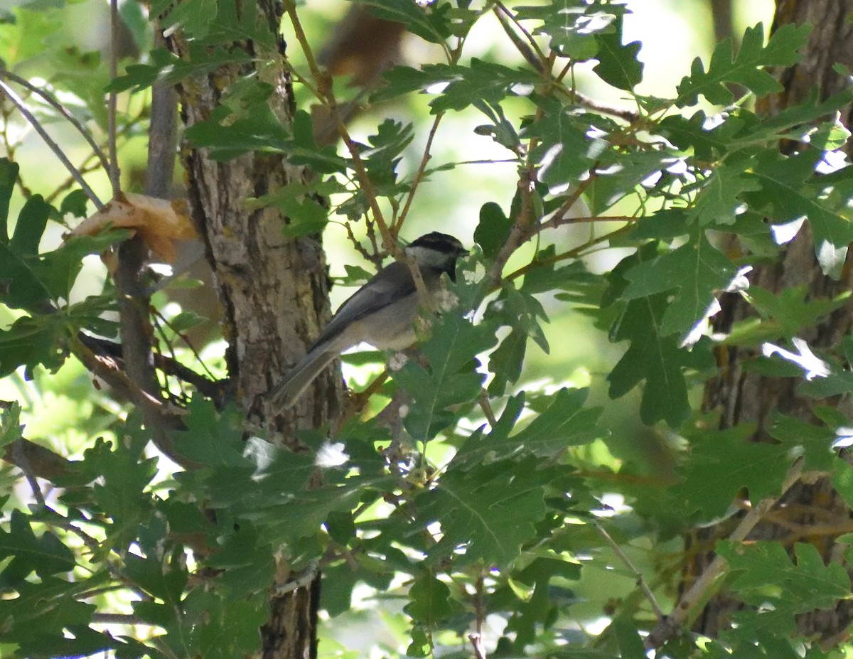 Mountain Chickadee - ML640975156