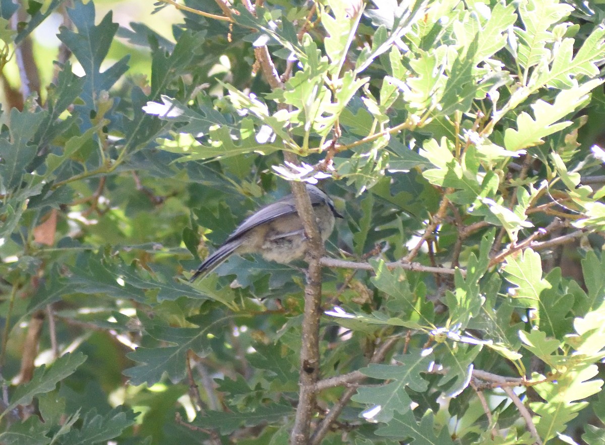 Mountain Chickadee - ML640975165