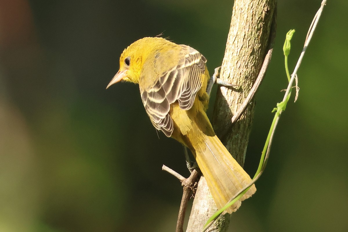 Orchard Oriole - ML640975172