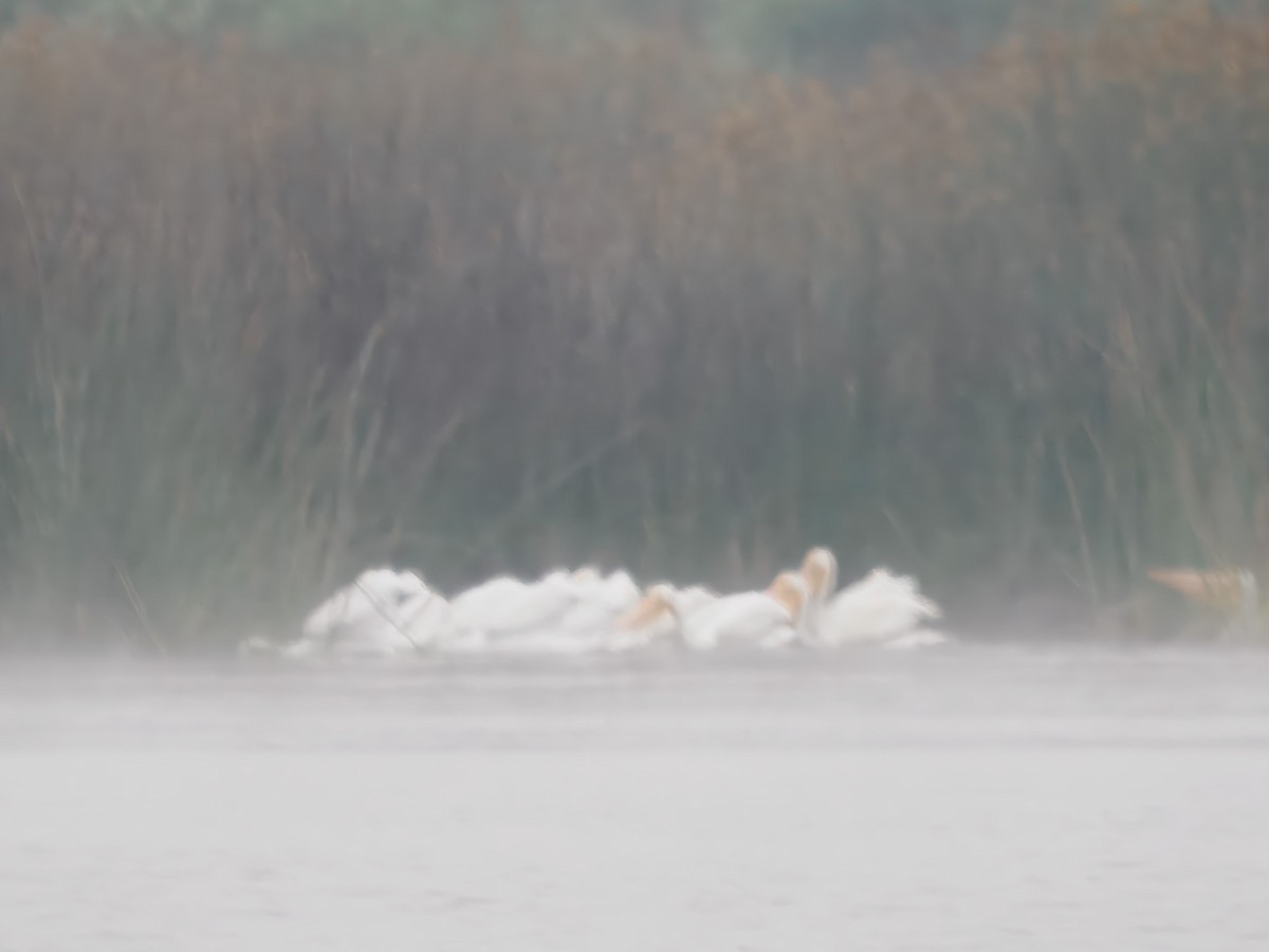 American White Pelican - ML640975173