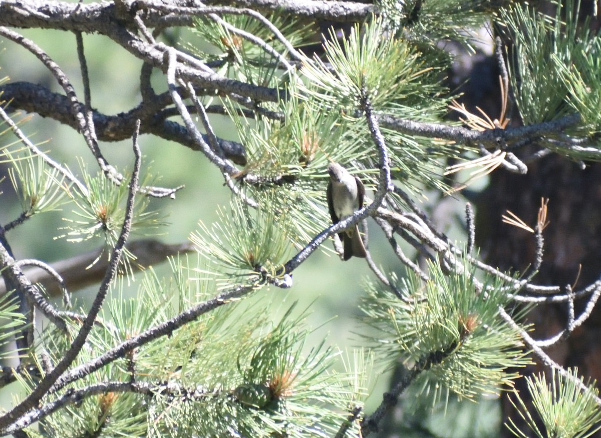 Western Wood-Pewee - ML640975177