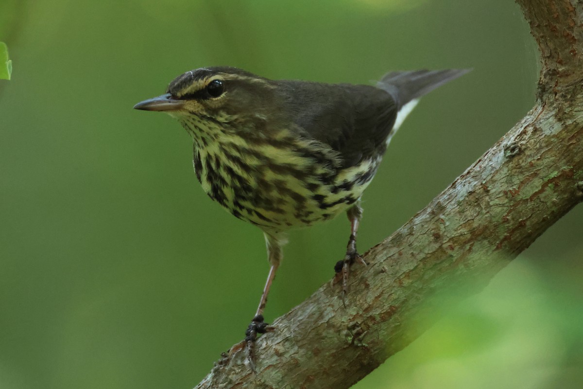 Northern Waterthrush - ML640975183