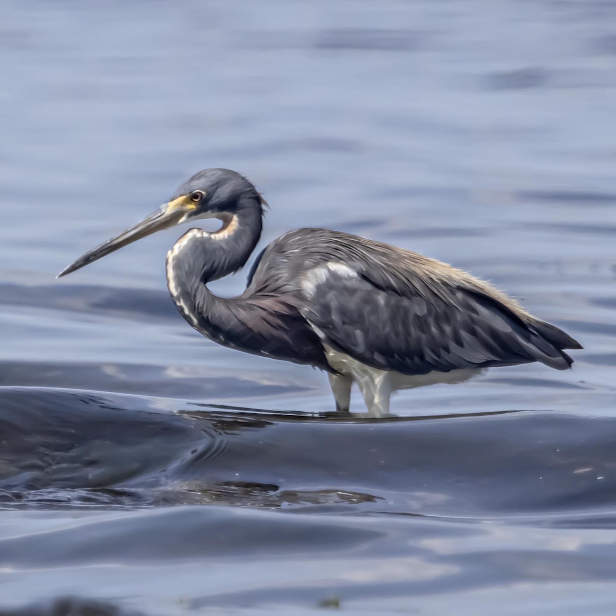 Tricolored Heron - ML640975185