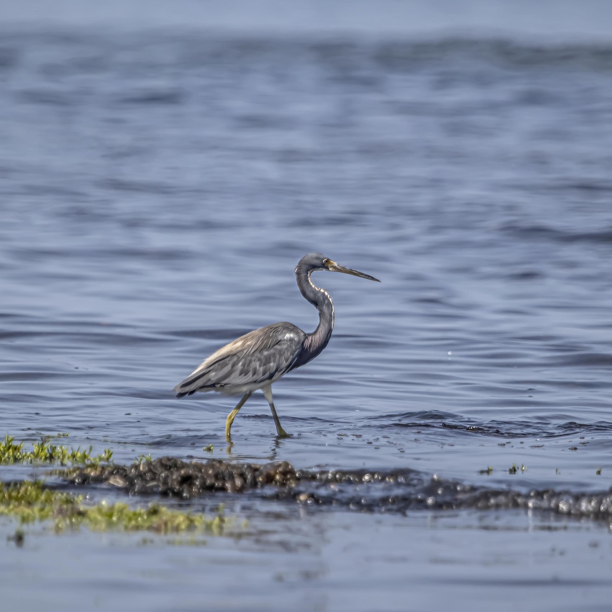Tricolored Heron - ML640975186